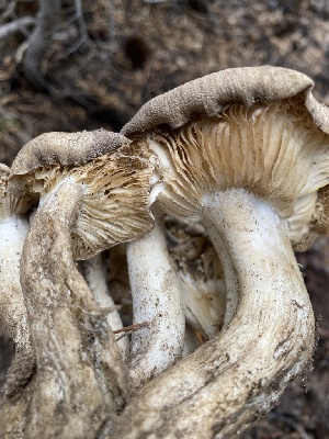  ( - FDS-CA-07593)  @11 [ ] c (2024) Marinna Grijalva Fungal Diversity Survey