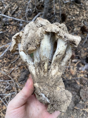  ( - FDS-CA-07593)  @11 [ ] c (2024) Marinna Grijalva Fungal Diversity Survey