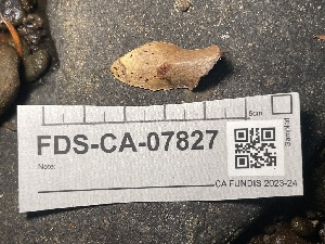 ( - FDS-CA-07827)  @11 [ ] by-nc (2024) Damon Tighe Fungal Diversity Survey