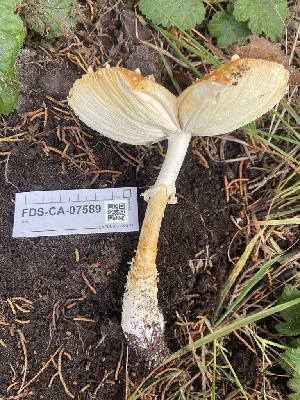  ( - FDS-CA-07589)  @11 [ ] c (2024) Marinna Grijalva Fungal Diversity Survey