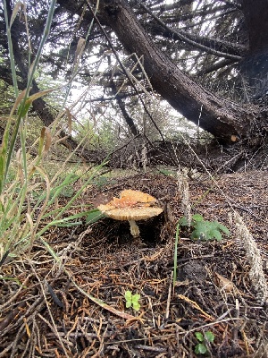  ( - FDS-CA-07589)  @11 [ ] c (2024) Marinna Grijalva Fungal Diversity Survey