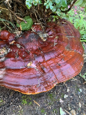  ( - FDS-CA-05516)  @11 [ ] by-nc (2024) Unspecified Fungal Diversity Survey