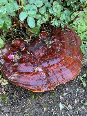  ( - FDS-CA-05516)  @11 [ ] by-nc (2024) Unspecified Fungal Diversity Survey