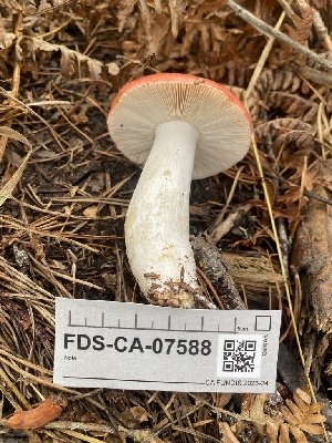  (Russula californiensis - FDS-CA-07588)  @11 [ ] c (2024) Marinna Grijalva Fungal Diversity Survey