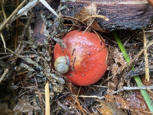  ( - FDS-CA-07588)  @11 [ ] c (2024) Marinna Grijalva Fungal Diversity Survey