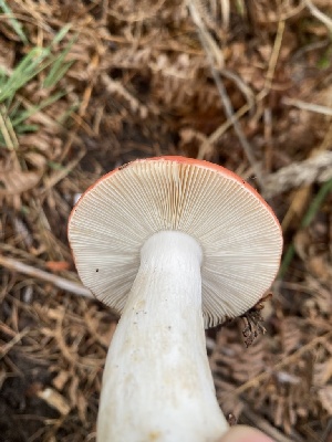  ( - FDS-CA-07588)  @11 [ ] c (2024) Marinna Grijalva Fungal Diversity Survey