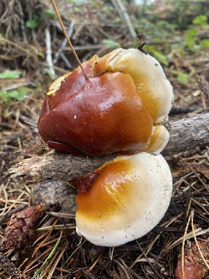  ( - FDS-CA-07587)  @11 [ ] c (2024) Marinna Grijalva Fungal Diversity Survey