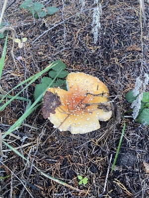  ( - FDS-CA-07589)  @11 [ ] c (2024) Marinna Grijalva Fungal Diversity Survey