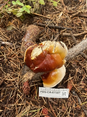  ( - FDS-CA-07587)  @11 [ ] c (2024) Marinna Grijalva Fungal Diversity Survey