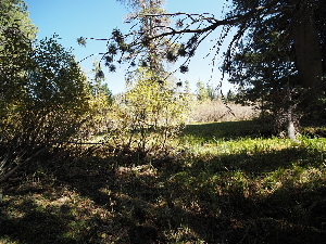  (Laccaria pumila - FDS-CA-07006)  @11 [ ] by-nc (2024) Fresno Mycology Society Fungal Diversity Survey