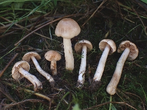  (Hebeloma sp. CA09 - FDS-CA-08078)  @11 [ ] by (2024) Mandy Hackney Fungal Diversity Survey