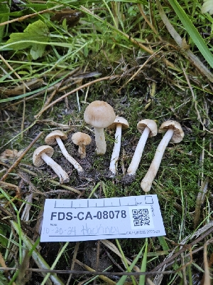  ( - FDS-CA-08078)  @11 [ ] by (2024) Mandy Hackney Fungal Diversity Survey