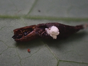  ( - FDS-CA-08080)  @11 [ ] by (2024) Mandy Hackney Fungal Diversity Survey