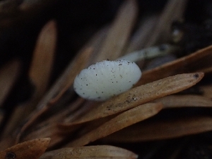  ( - FDS-CA-07602)  @11 [ ] by-nc (2024) Sadie Hickey Fungal Diversity Survey