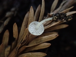  ( - FDS-CA-07602)  @11 [ ] by-nc (2024) Sadie Hickey Fungal Diversity Survey