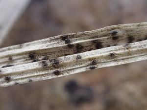  (Pleosporaceae - FDS-CA-07840)  @11 [ ] by-nc (2024) Damon Tighe Fungal Diversity Survey