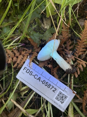  ( - FDS-CA-05872)  @11 [ ] by-nc (2024) Dean Lyons Fungal Diversity Survey