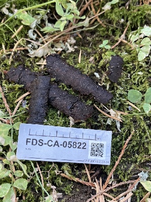  ( - FDS-CA-05822)  @11 [ ] by-nc (2024) Dean Lyons Fungal Diversity Survey
