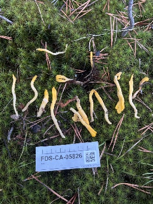  ( - FDS-CA-05826)  @11 [ ] by-nc (2024) Dean Lyons Fungal Diversity Survey