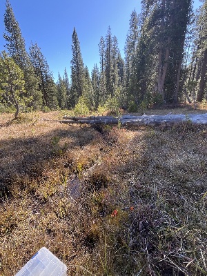 ( - FDS-CA-06909)  @11 [ ] by-nc (2024) Dean Lyons Fungal Diversity Survey