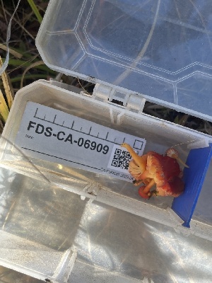  ( - FDS-CA-06909)  @11 [ ] by-nc (2024) Dean Lyons Fungal Diversity Survey