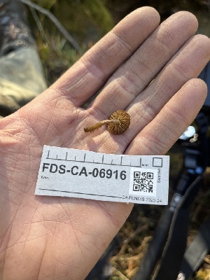  ( - FDS-CA-06916)  @11 [ ] by-nc (2024) Dean Lyons Fungal Diversity Survey