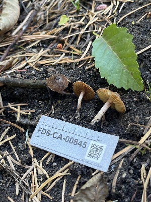  ( - FDS-CA-00845)  @11 [ ] by-nc (2024) Dean Lyons Fungal Diversity Survey