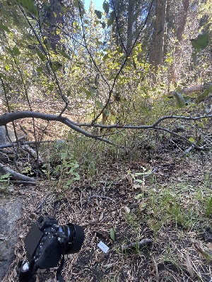  ( - FDS-CA-00845)  @11 [ ] by-nc (2024) Dean Lyons Fungal Diversity Survey