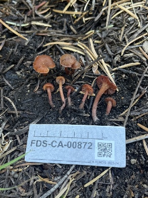  ( - FDS-CA-00872)  @11 [ ] by-nc (2024) Dean Lyons Fungal Diversity Survey