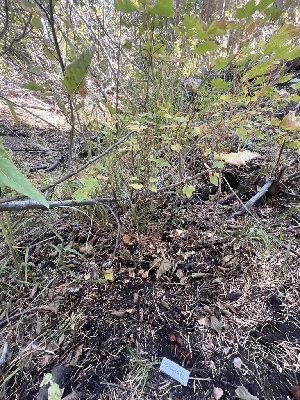  ( - FDS-CA-00872)  @11 [ ] by-nc (2024) Dean Lyons Fungal Diversity Survey