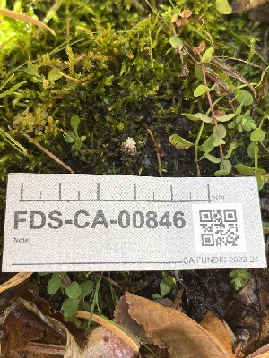  ( - FDS-CA-00846)  @11 [ ] by-nc (2024) Dean Lyons Fungal Diversity Survey