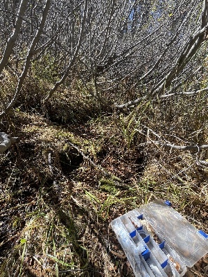  ( - FDS-CA-00846)  @11 [ ] by-nc (2024) Dean Lyons Fungal Diversity Survey