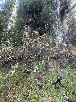  ( - FDS-CA-00868)  @11 [ ] by-nc (2024) Dean Lyons Fungal Diversity Survey