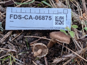  (Inocybe sp. PNW50 - FDS-CA-06875)  @11 [ ] by-nc (2024) Stu Pickell Fungal Diversity Survey