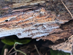  ( - FDS-CA-06876)  @11 [ ] by-nc (2024) Stu Pickell Fungal Diversity Survey