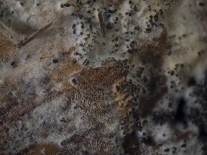  ( - FDS-CA-06876)  @11 [ ] by-nc (2024) Stu Pickell Fungal Diversity Survey