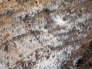  (Protodontia sp. CA01 - FDS-CA-06876)  @11 [ ] by-nc (2024) Stu Pickell Fungal Diversity Survey