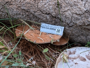  ( - FDS-CA-06904)  @11 [ ] by-nc (2024) Stu Pickell Fungal Diversity Survey