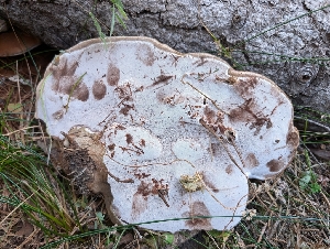  ( - FDS-CA-06904)  @11 [ ] by-nc (2024) Stu Pickell Fungal Diversity Survey