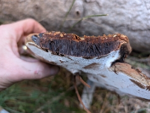  ( - FDS-CA-06904)  @11 [ ] by-nc (2024) Stu Pickell Fungal Diversity Survey