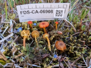  ( - FDS-CA-06908)  @11 [ ] by-nc (2024) Stu Pickell Fungal Diversity Survey