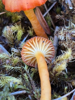  ( - FDS-CA-06908)  @11 [ ] by-nc (2024) Stu Pickell Fungal Diversity Survey