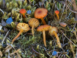  ( - FDS-CA-06908)  @11 [ ] by-nc (2024) Stu Pickell Fungal Diversity Survey
