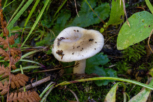  ( - FDS-CA-05872)  @11 [ ] by-nc (2024) Dean Lyons Fungal Diversity Survey