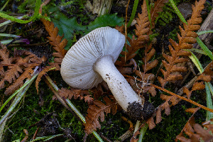  ( - FDS-CA-05872)  @11 [ ] by-nc (2024) Dean Lyons Fungal Diversity Survey