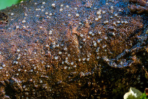  (Orbilia sp. CA01 - FDS-CA-05822)  @11 [ ] by-nc (2024) Dean Lyons Fungal Diversity Survey