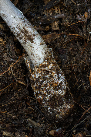  ( - FDS-CA-05811)  @11 [ ] by-nc (2024) Dean Lyons Fungal Diversity Survey