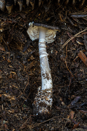  ( - FDS-CA-05811)  @11 [ ] by-nc (2024) Dean Lyons Fungal Diversity Survey