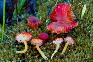  ( - FDS-CA-06909)  @11 [ ] by-nc (2024) Dean Lyons Fungal Diversity Survey