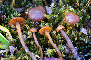  (Galerina sp. vittiformis-PNW11 - FDS-CA-06911)  @11 [ ] by-nc (2024) Dean Lyons Fungal Diversity Survey